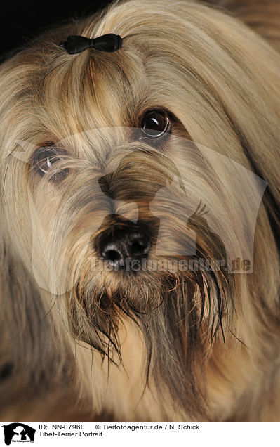 Tibet-Terrier Portrait / Tibetan Terrier Portrait / NN-07960