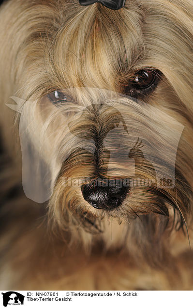 Tibet-Terrier Gesicht / NN-07961