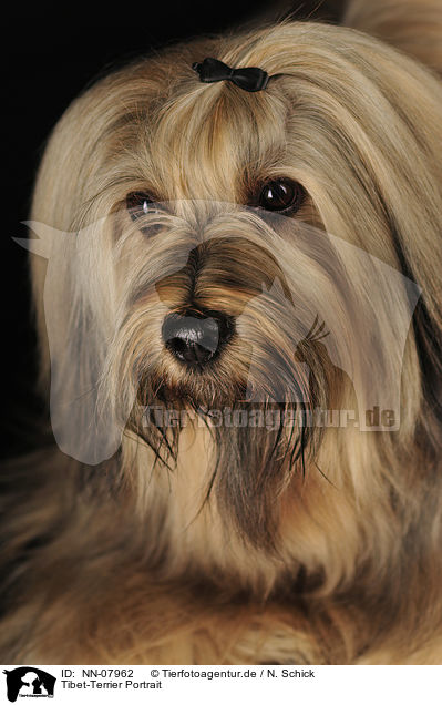Tibet-Terrier Portrait / NN-07962