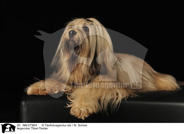 liegender Tibet-Terrier / NN-07964