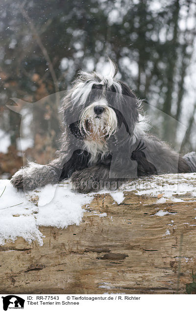 Tibet Terrier im Schnee / Tibetan Terrier in snow / RR-77543