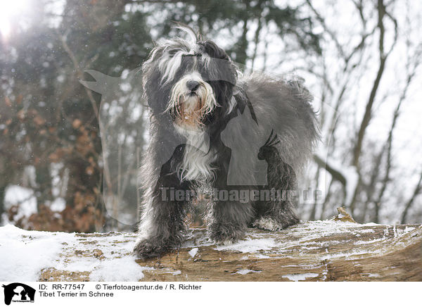 Tibet Terrier im Schnee / Tibetan Terrier in snow / RR-77547