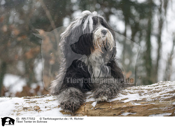 Tibet Terrier im Schnee / Tibetan Terrier in snow / RR-77552