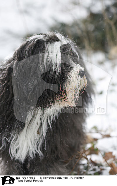 Tibet Terrier Portrait / RR-77583