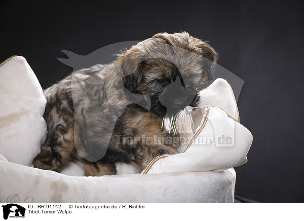 Tibet-Terrier Welpe / Tibetan Terrier Puppy / RR-91142