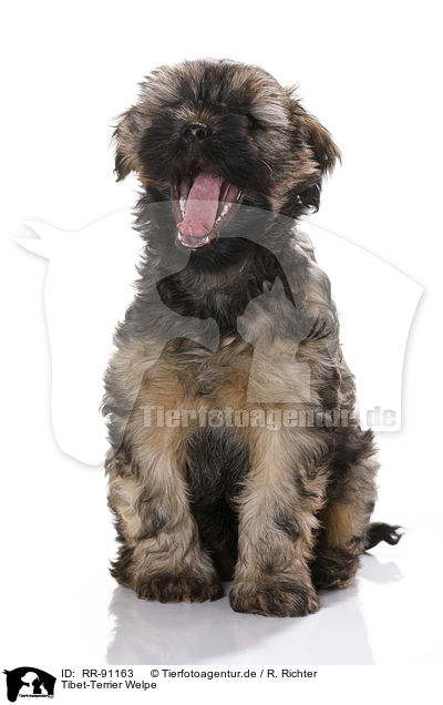 Tibet-Terrier Welpe / RR-91163