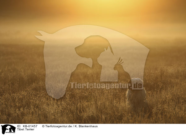 Tibet Terrier / Tibetan Terrier / KB-01457