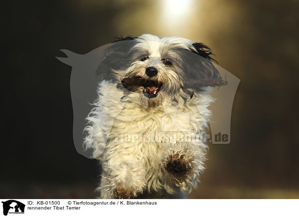 rennender Tibet Terrier / running Tibetan Terrier / KB-01500