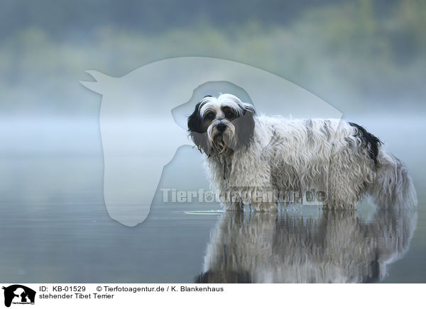 stehender Tibet Terrier / KB-01529