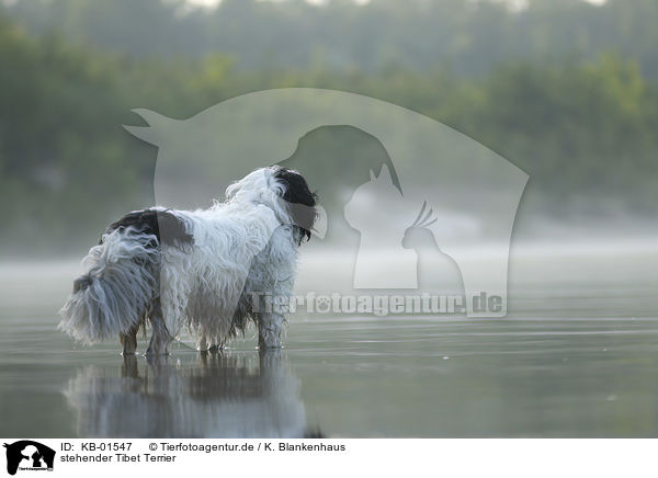 stehender Tibet Terrier / KB-01547