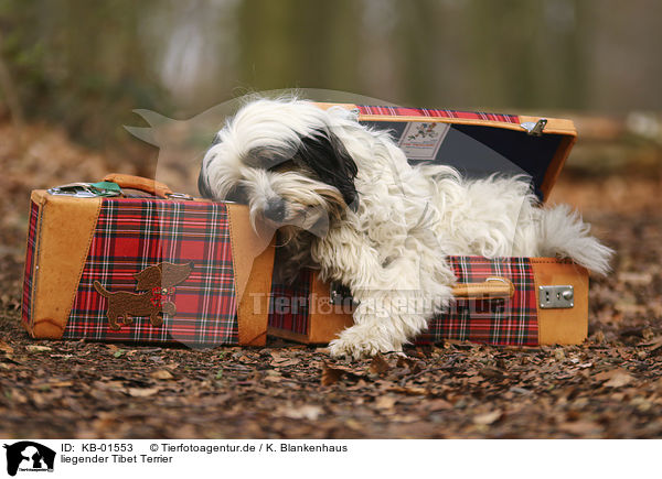 liegender Tibet Terrier / lying Tibetan Terrier / KB-01553