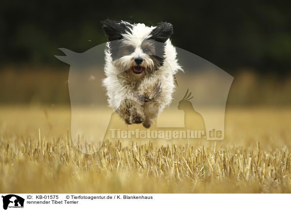 rennender Tibet Terrier / running Tibetan Terrier / KB-01575