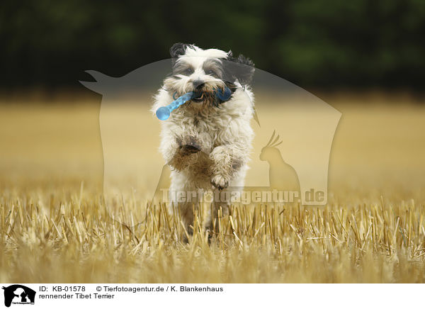 rennender Tibet Terrier / running Tibetan Terrier / KB-01578