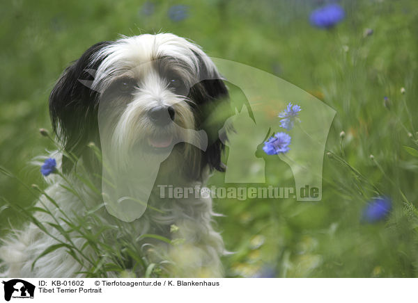 Tibet Terrier Portrait / KB-01602