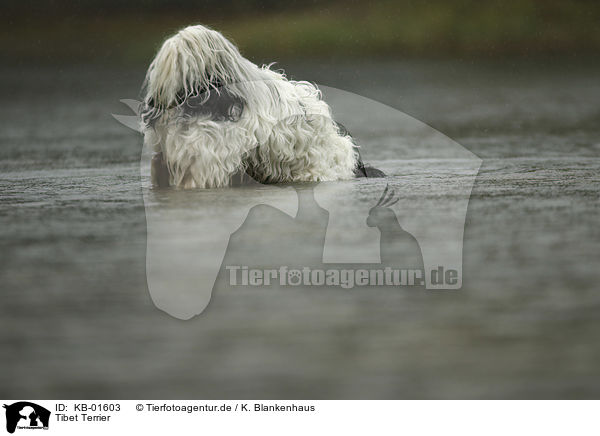 Tibet Terrier / KB-01603