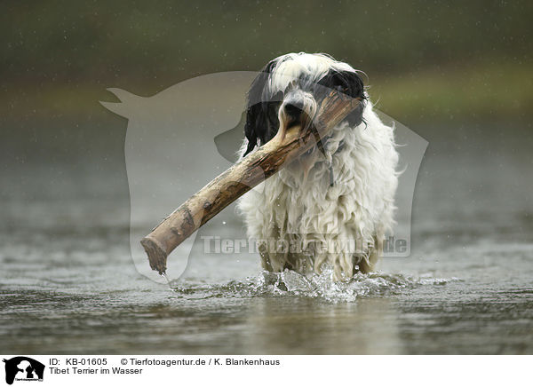 Tibet Terrier im Wasser / Tibetan Terrier in the water / KB-01605
