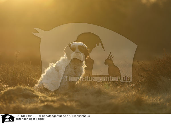 sitzender Tibet Terrier / KB-01618