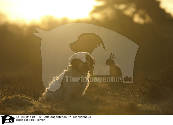 sitzender Tibet Terrier / KB-01619