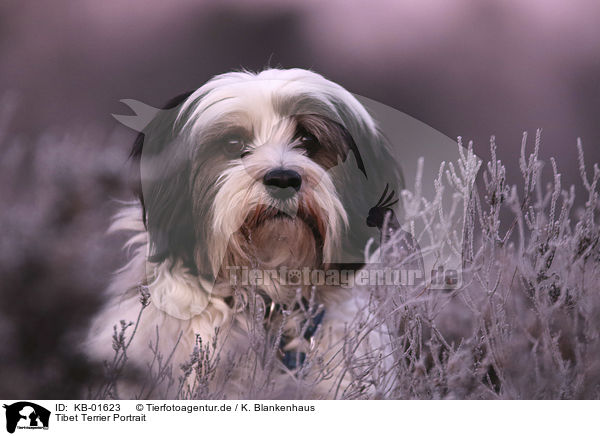 Tibet Terrier Portrait / KB-01623
