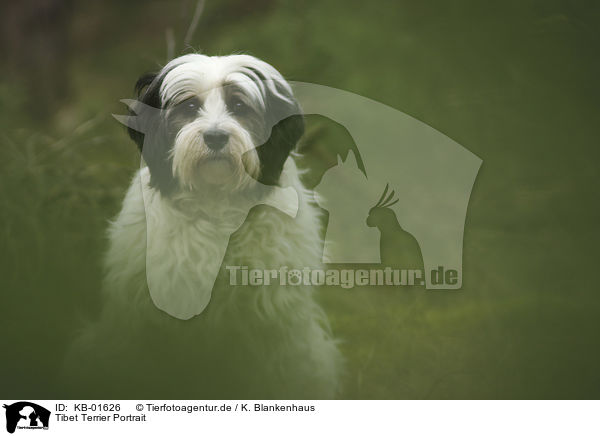 Tibet Terrier Portrait / KB-01626
