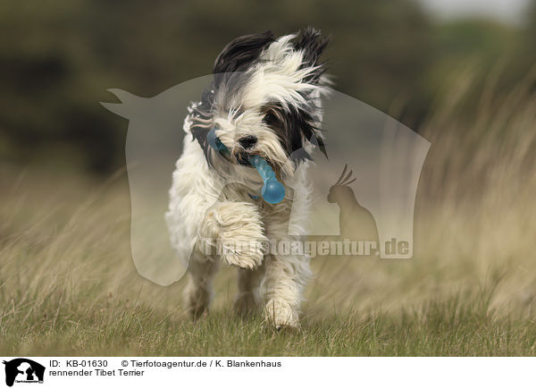 rennender Tibet Terrier / KB-01630