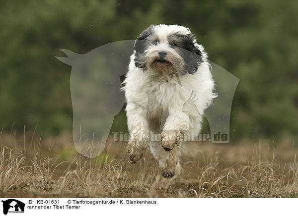rennender Tibet Terrier / KB-01631