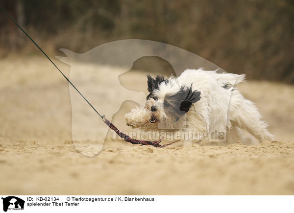 spielender Tibet Terrier / playing Tibetan Terrier / KB-02134