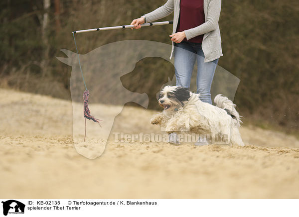 spielender Tibet Terrier / playing Tibetan Terrier / KB-02135