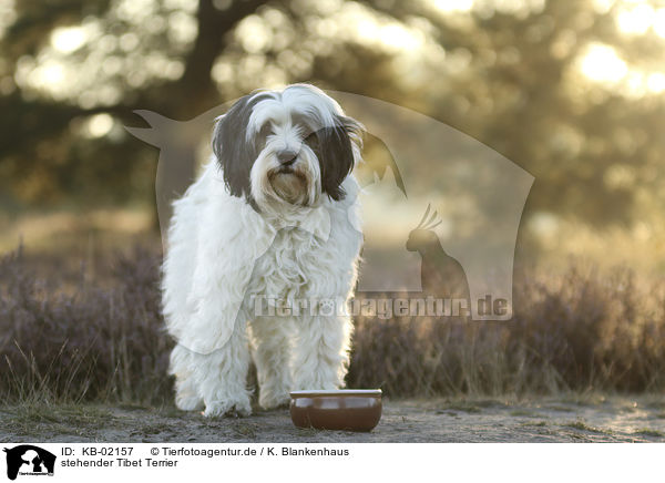 stehender Tibet Terrier / standing Tibetan Terrier / KB-02157