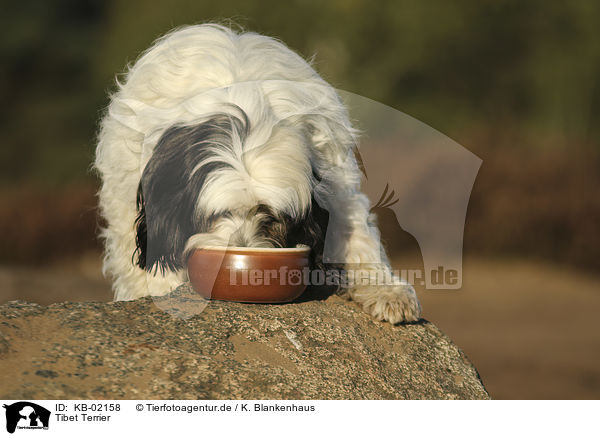 Tibet Terrier / Tibetan Terrier / KB-02158