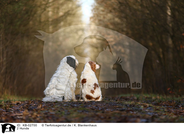 2 Hunde / KB-02700
