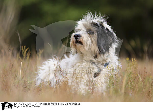liegender Tibet-Terrier / lying Tibetan Terrier / KB-03485