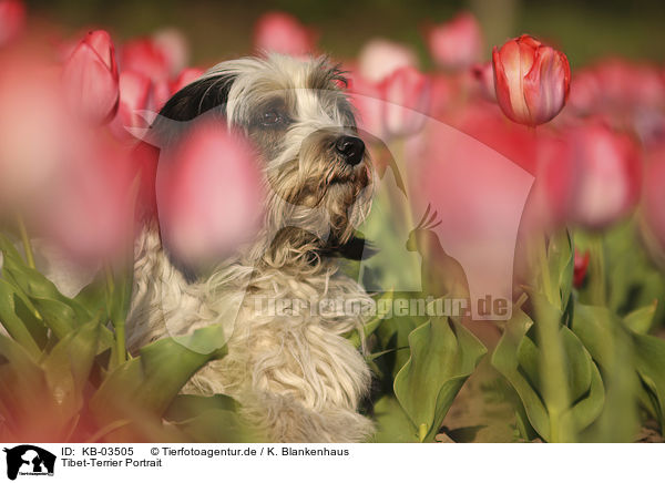 Tibet-Terrier Portrait / Tibetan Terrier Portrait / KB-03505