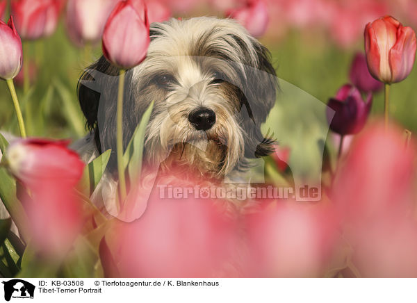 Tibet-Terrier Portrait / KB-03508