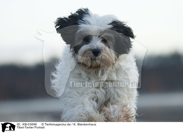 Tibet-Terrier Portrait / Tibetan Terrier Portrait / KB-03696