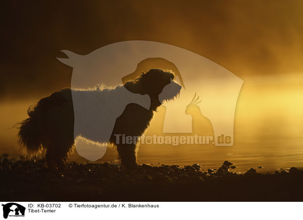 Tibet-Terrier / KB-03702