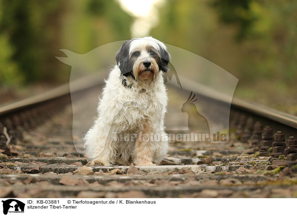 sitzender Tibet-Terrier / sitting Tibetan Terrier / KB-03881