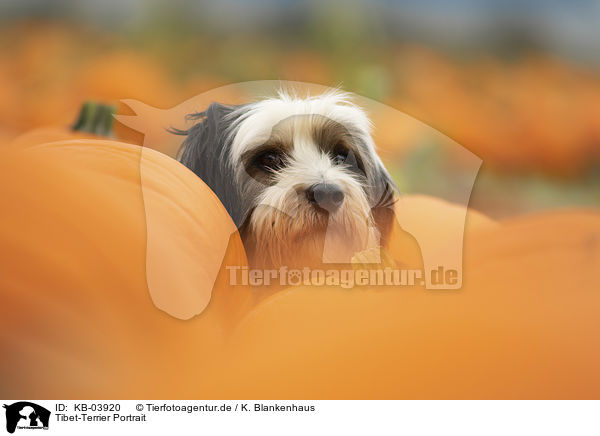 Tibet-Terrier Portrait / Tibetan Terrier Portrait / KB-03920