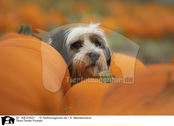 Tibet-Terrier Portrait / Tibetan Terrier Portrait / KB-03921