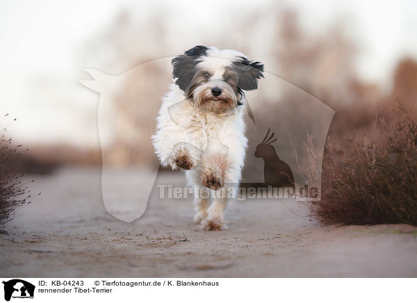 rennender Tibet-Terrier / running Tibetan Terrier / KB-04243