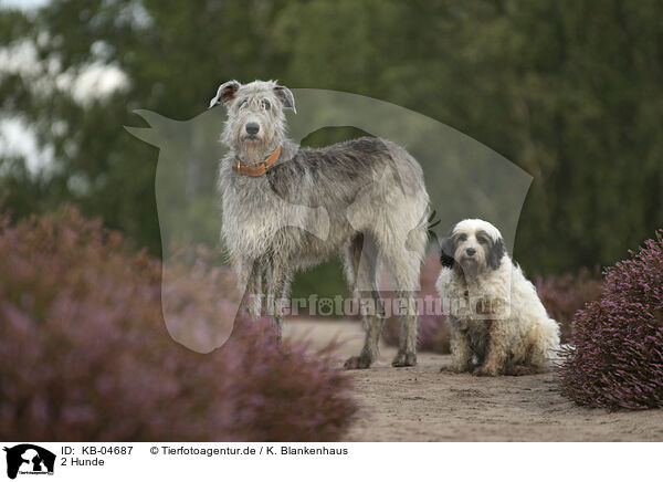 2 Hunde / KB-04687