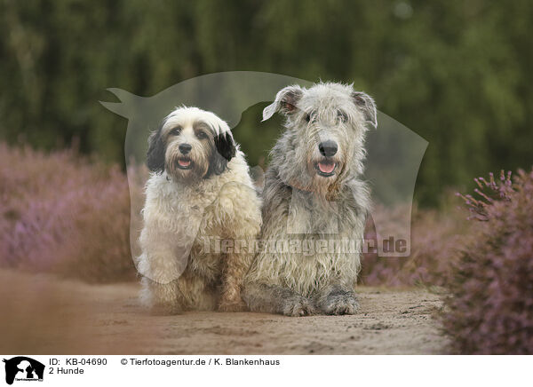2 Hunde / 2 Dogs / KB-04690