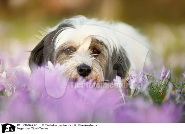 liegender Tibet-Terrier / lying Tibetan Terrier / KB-04726