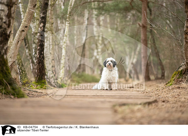 sitzender Tibet-Terrier / sitting Tibetan Terrier / KB-04754
