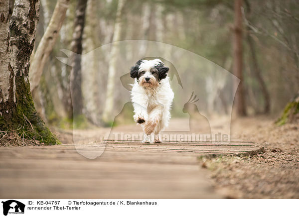 rennender Tibet-Terrier / running Tibetan Terrier / KB-04757