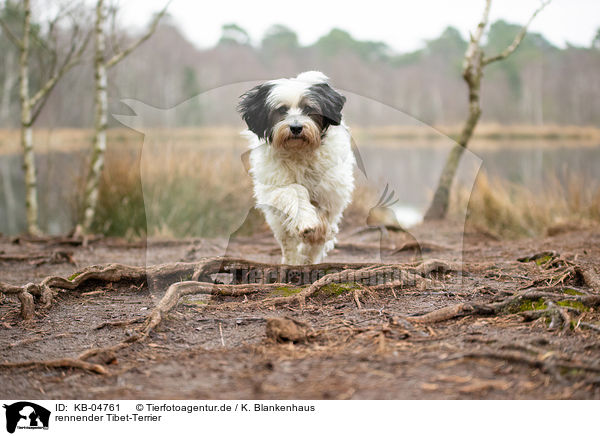 rennender Tibet-Terrier / running Tibetan Terrier / KB-04761