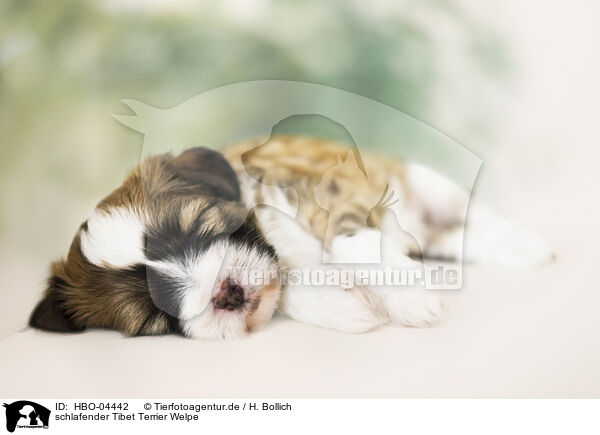 schlafender Tibet Terrier Welpe / sleeping Tibetan Terrier puppy / HBO-04442