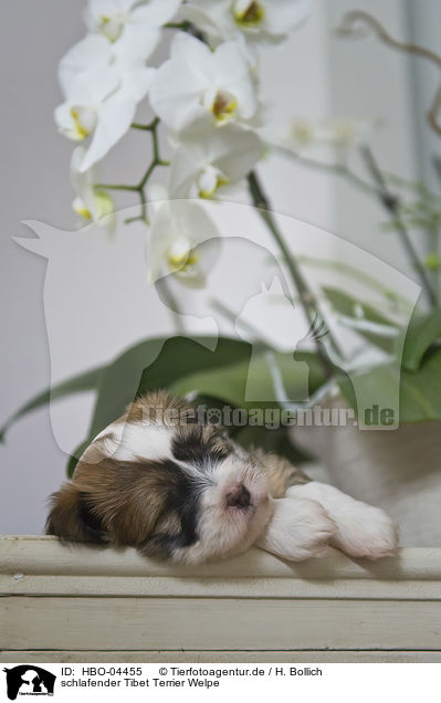 schlafender Tibet Terrier Welpe / sleeping Tibetan Terrier puppy / HBO-04455