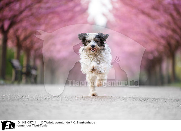 rennender Tibet-Terrier / running Tibetan Terrier / KB-05711