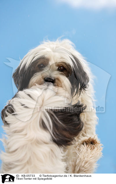 Tibet-Terrier mit Spiegelbild / Tibetan Terrier with reflection / KB-05733